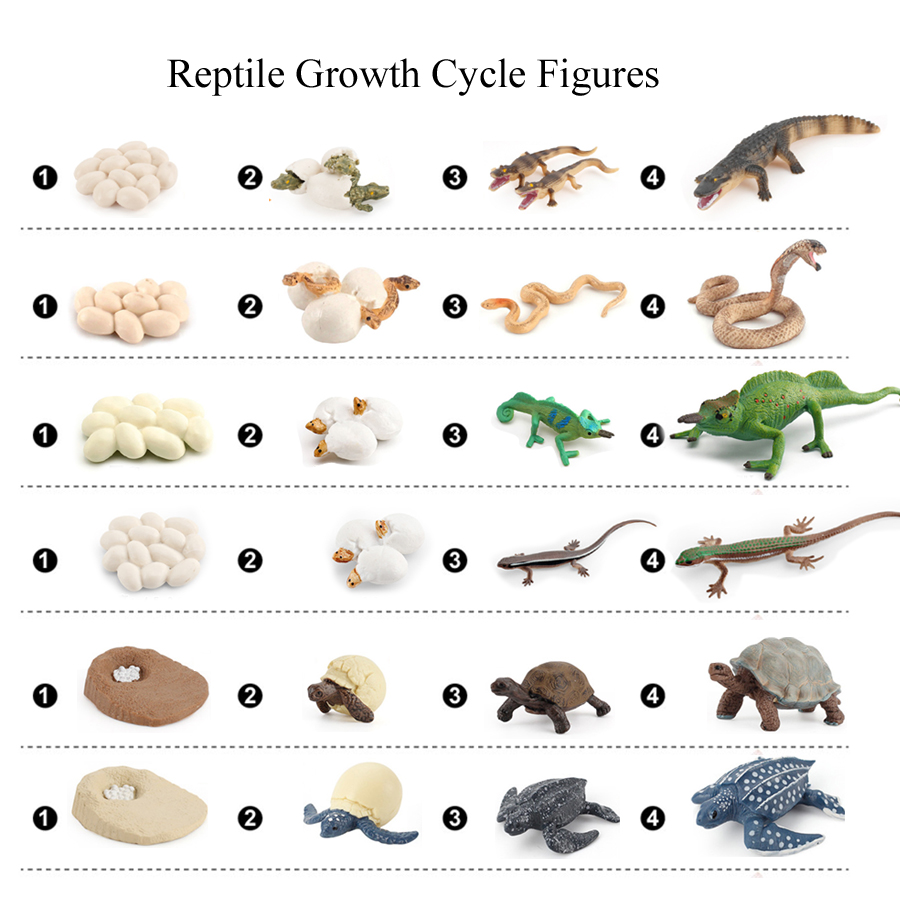 Realistic Reptile Growth Cycle - Model Kit Lizard recensie en prijs