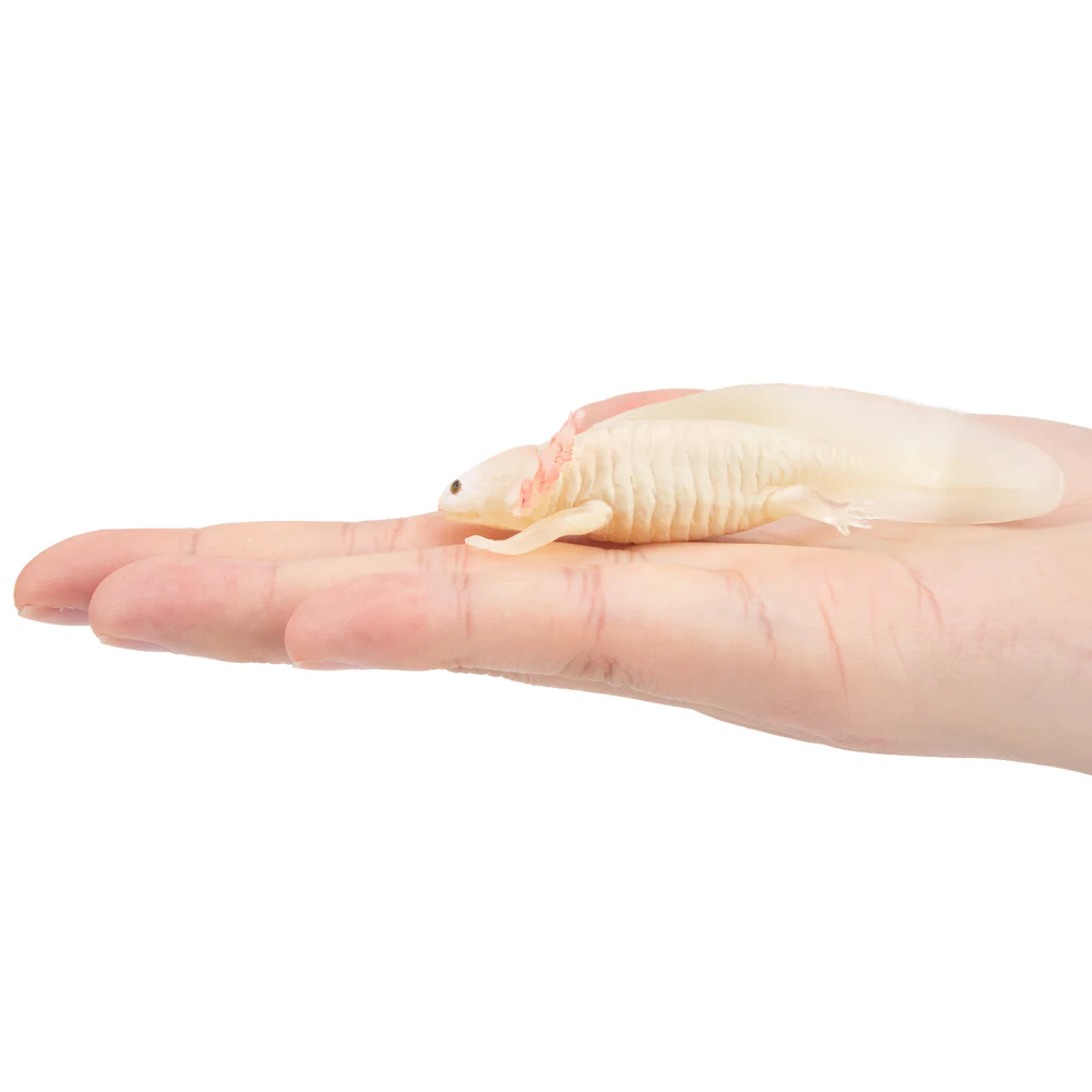Toymany Simulation Axolotl Sal - Model Kit Lizard recensie en prijs